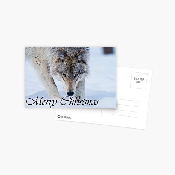 Timber Wolf Christmas Card English 12 Postcard