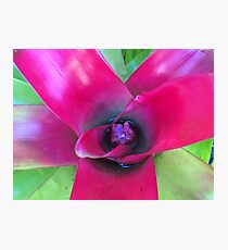 Lámina fotográfica Bromeliad