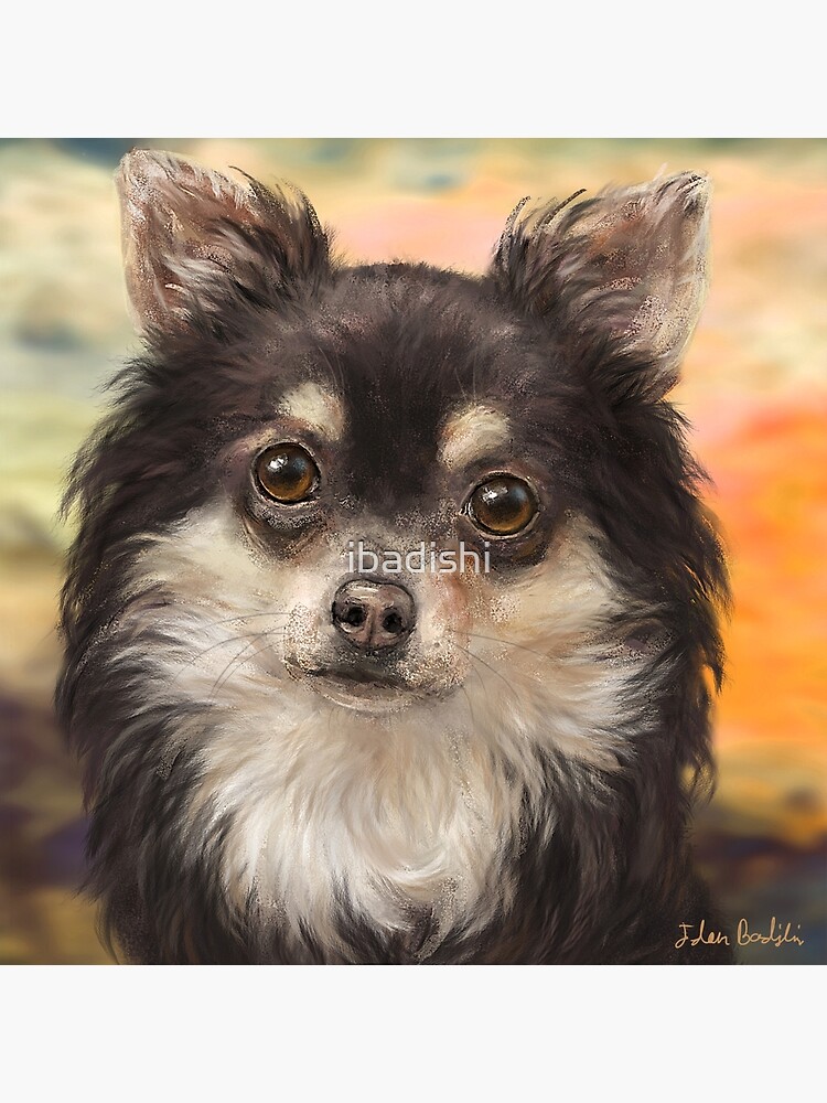 orange and white chihuahua