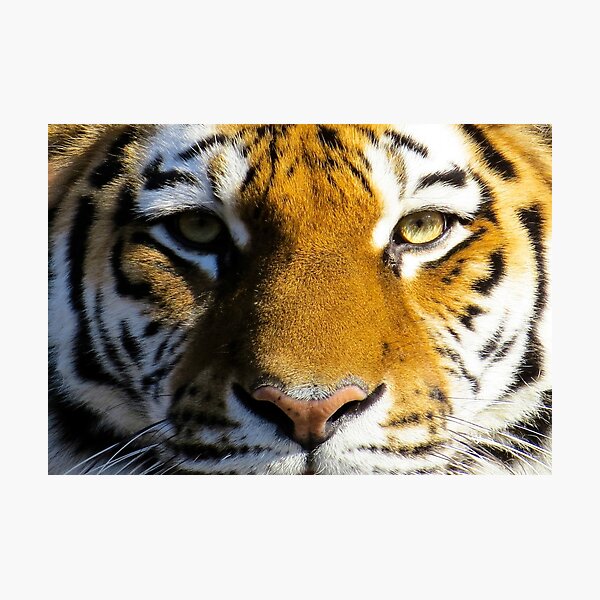 Big Cat Photographic Print