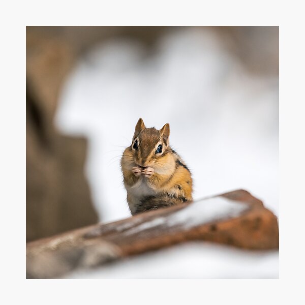 Cute Chipmunk Wildlife Photo Photographic Print