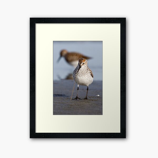Noodles for Dinner -- Western Sandpiper Framed Art Print