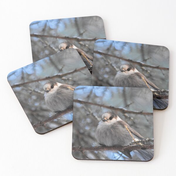 Item preview, Fluffy Canada Jay keeping warm designed and sold by wendy4496.