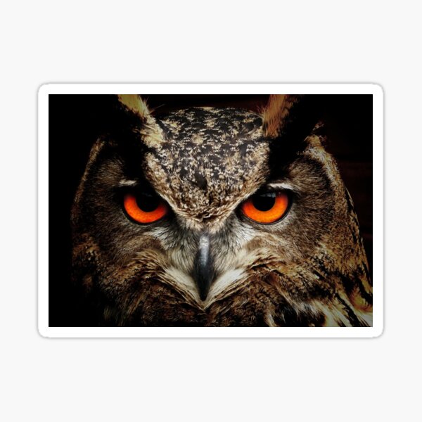 OWL Sticker