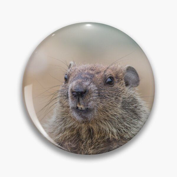 Item preview, Adorable young Groundhog closeup looking at angle with hands on stone designed and sold by Rabbitti.
