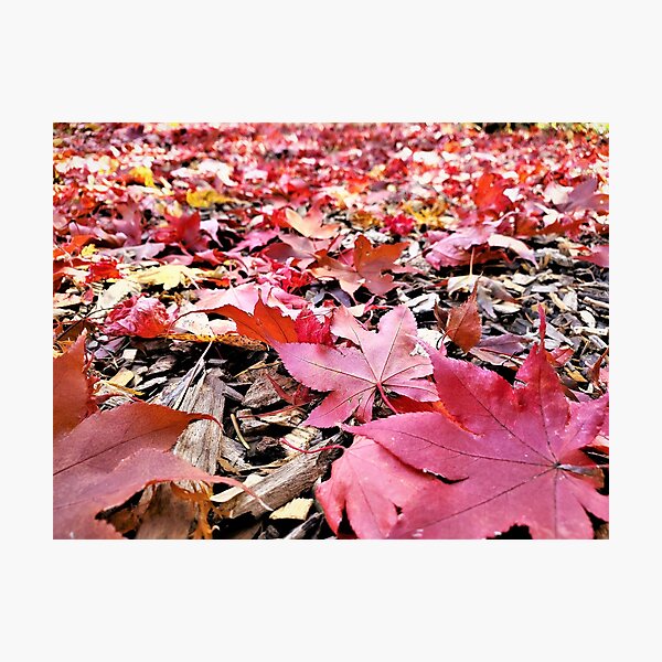 Item preview, Autumn's Glory designed and sold by ChatStroh.