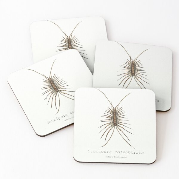 Item preview, Scutigera coleoptrata (house centipede) designed and sold by RamenHood.