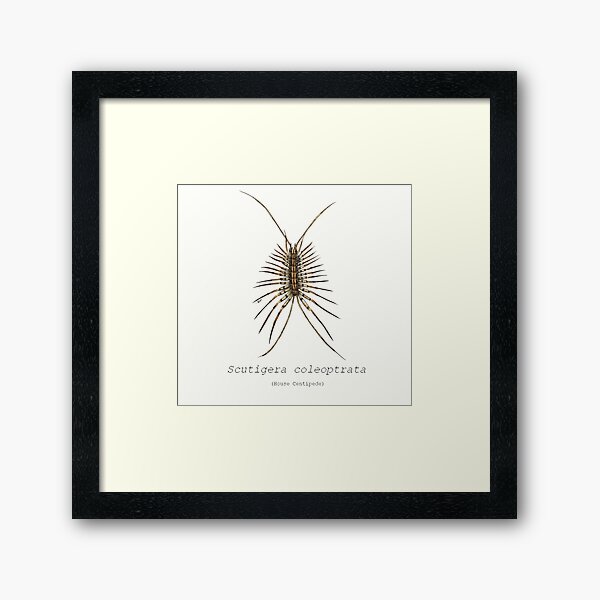 Item preview, Scutigera coleoptrata (house centipede) designed and sold by RamenHood.