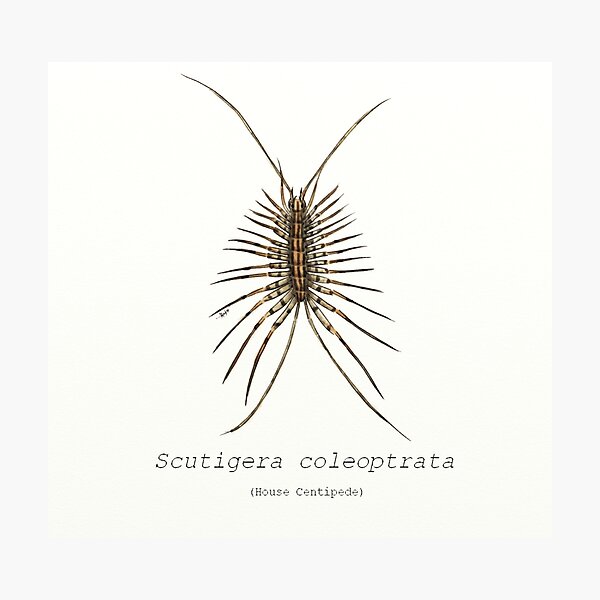 Scutigera coleoptrata (house centipede) Photographic Print