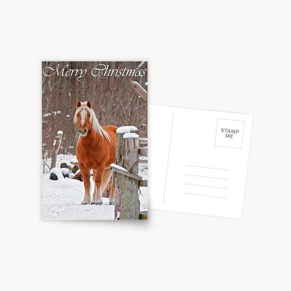 Horse Christmas Card 1 Postcard