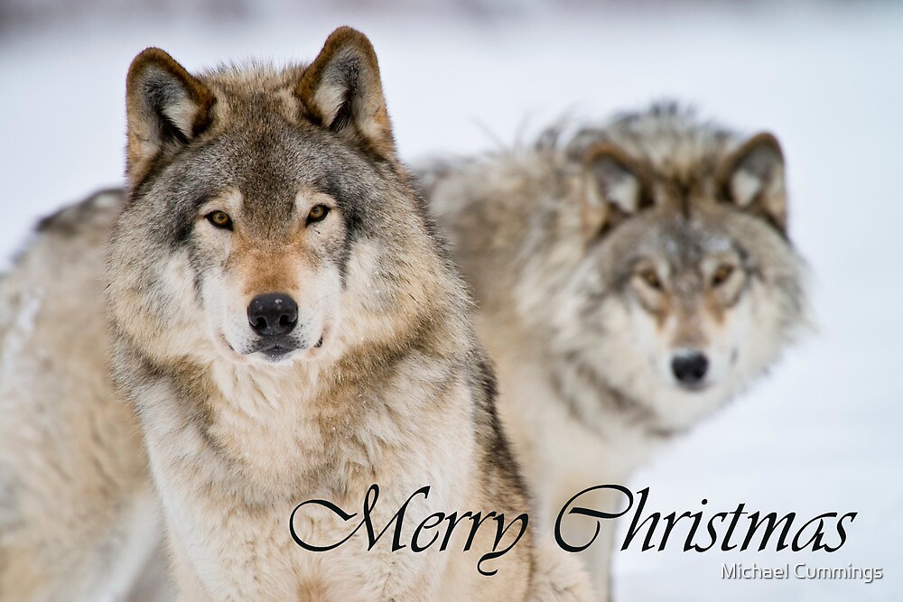 &quot;Timber Wolf Christmas Card 7&quot; by Michael Cummings | Redbubble