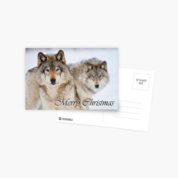 Timber Wolf Christmas Card 7 Postcard