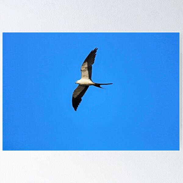 Item preview, Cometa cola de golondrina designed and sold by Michiale.