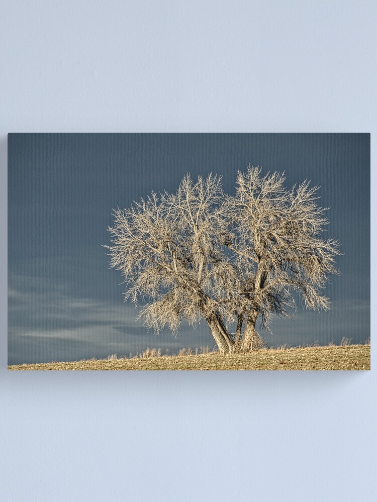 Alternate view of Waiting For Winter On The Colorado Plains Canvas Print