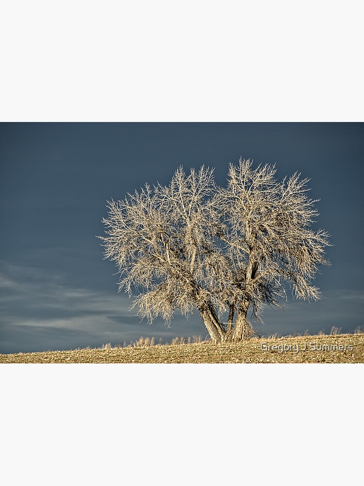 Waiting For Winter On The Colorado Plains by nikongreg