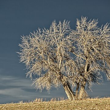 Artwork thumbnail, Waiting For Winter On The Colorado Plains by Gregory J Summers