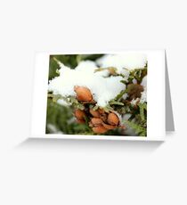 ceder tree with fresh layer of snow Greeting Card