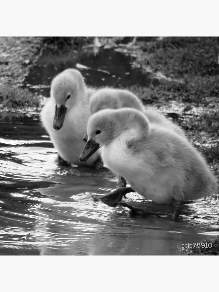 "Black and White Poster for Sale by scip78910 Redbubble