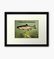 Chinook Salmon Framed Print