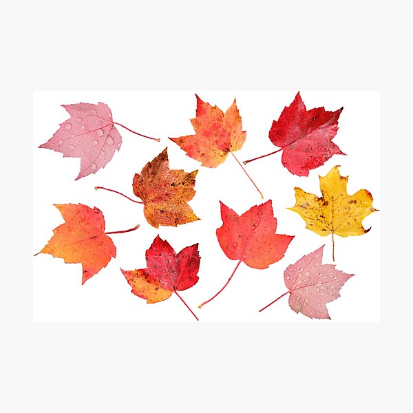Item preview, Fall Leaves and Raindrops designed and sold by Autumn Seas Photography.