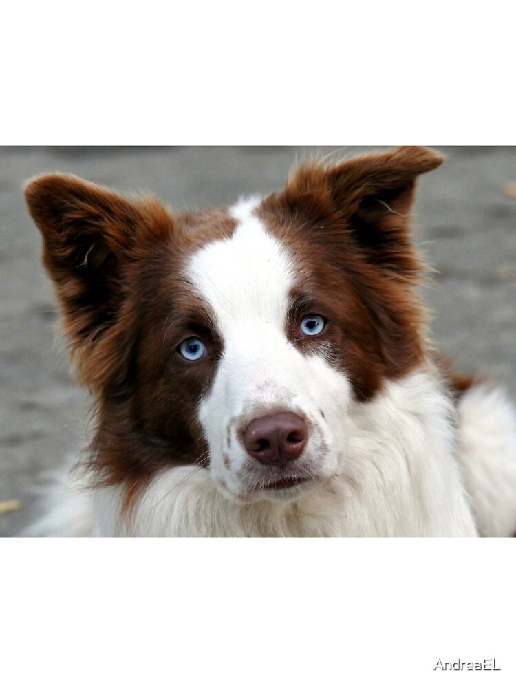 blue eyed collie