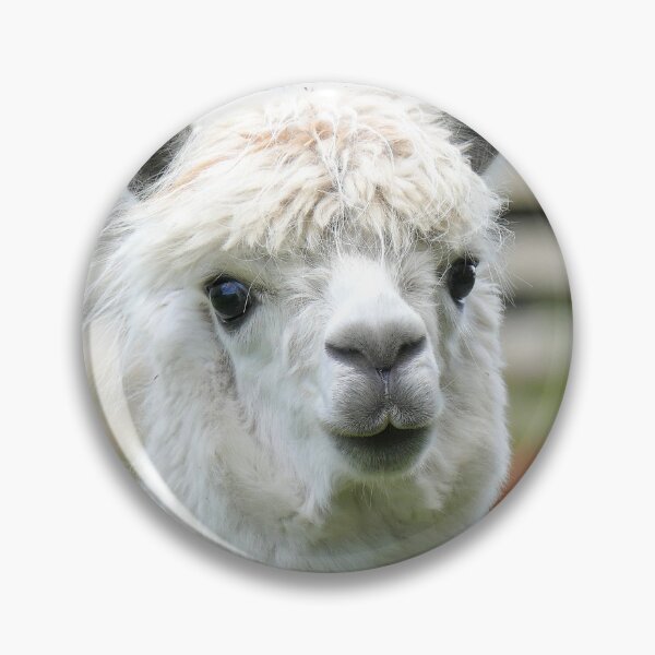 Item preview, Las alpacas se clasifican como camélidos. De las diversas especies de camélidos designed and sold by AndreaEL.