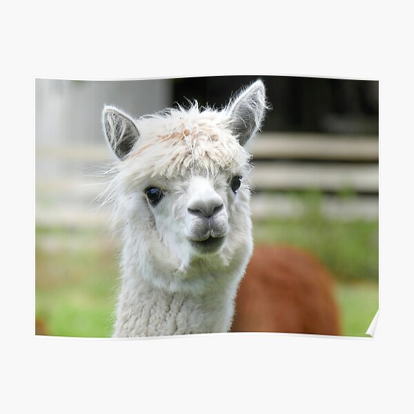 A Soft Kiss Please - Alpaca - NZ Poster