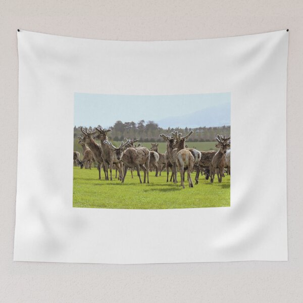 Item preview, So Curious - Deer - Southland designed and sold by AndreaEL.