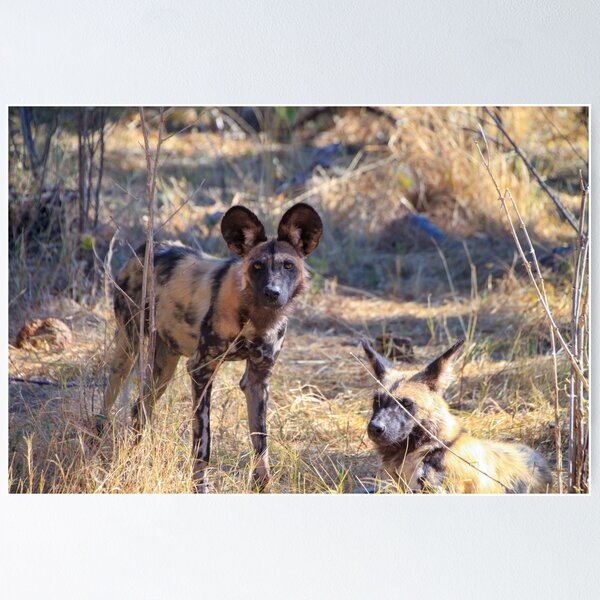 Two African wild dogs in Moremi Game Reserve, Botswana Poster