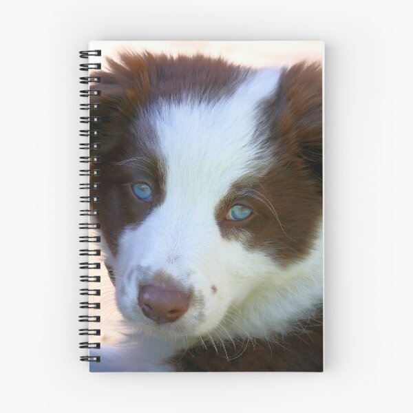Item preview, Blue Eyed Blitz -  Border Collie - NZ designed and sold by AndreaEL.