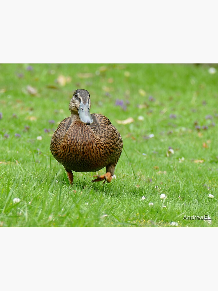 "Delightful Daffy Duck - NZ" Sticker for Sale by AndreaEL | Redbubble