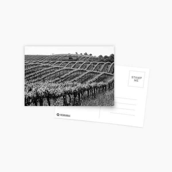 Barossa Vineyard Postcard