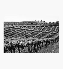 Barossa Vineyard Photographic Print