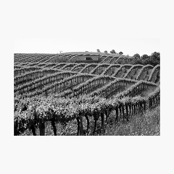 Barossa Vineyard Photographic Print