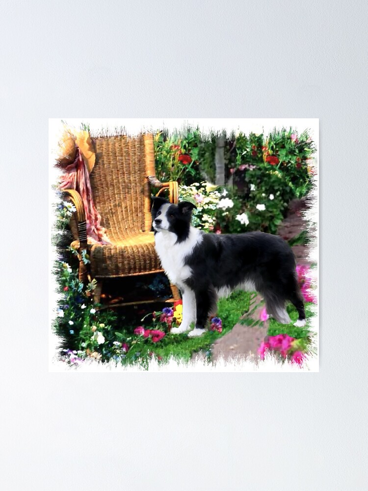 Gifts for clearance border collie lovers