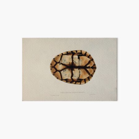 Item preview, Tortoises terrapins and turtles drawn from life by James de Carle Sowerby and Edward Lear 049 designed and sold by wetdryvac.