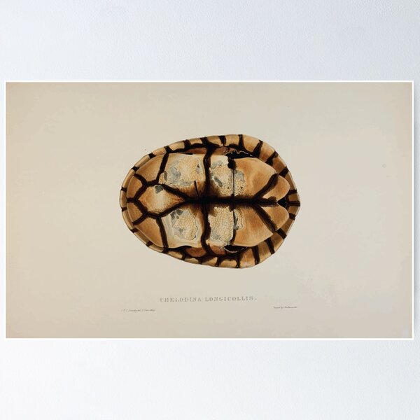 Item preview, Tortoises terrapins and turtles drawn from life by James de Carle Sowerby and Edward Lear 049 designed and sold by wetdryvac.