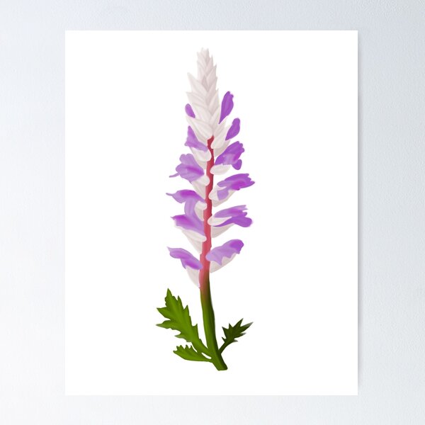 Item preview, Acanthus Flower designed and sold by floralfallen.