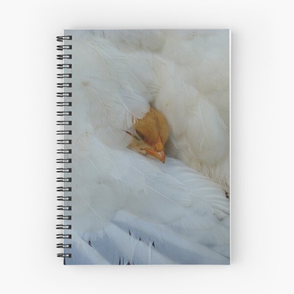 Artikelvorschau, Soft And Comfy - Chick entworfen und verkauft von AndreaEL.