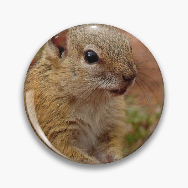 Item preview, Did I Forget Something? - Squirrel - SA designed and sold by AndreaEL.
