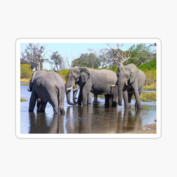 Three Elephants Wading in Botswana Sticker