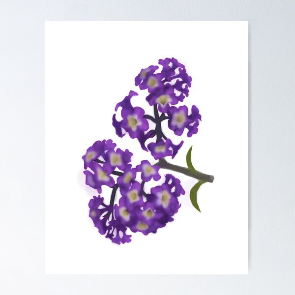 Drawing Flower Of Heliotrope Isolated At White Background Stock  Illustration - Download Image Now - iStock