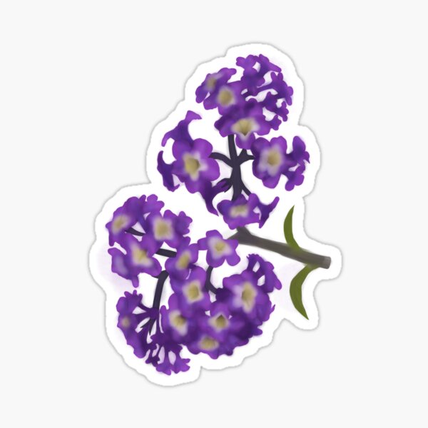 80+ Heliotrope Stock Illustrations, Royalty-Free Vector Graphics & Clip Art  - iStock | Winter heliotrope, Heliotrope rash, Heliotrope flower