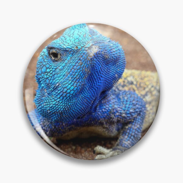 Item preview, I'm Having A Blue Blue Day... Blue-Head Agama Lizard - Kurger Park SA designed and sold by AndreaEL.