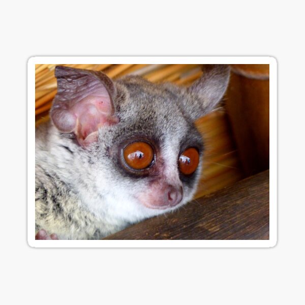 Hush Little Baby Don't Say A Word...Bushbaby - Galagos - South Africa Sticker
