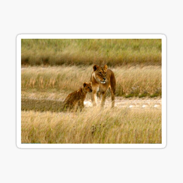 Lioness and Cub. Botswana, South Africa. Sticker