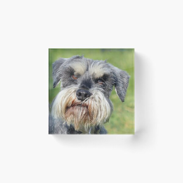 Item preview, Was That A Real Question? - Schnauzer - NZ designed and sold by AndreaEL.