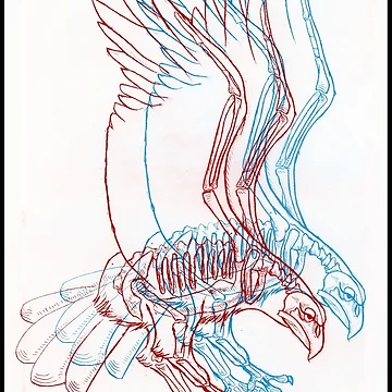 Artwork thumbnail, 3D Hawk by Amphitheorem