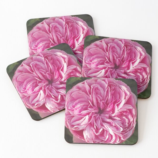 Item preview, Pink Vintage Cabbage Rose Flower designed and sold by Sarah  Rajkotwala.