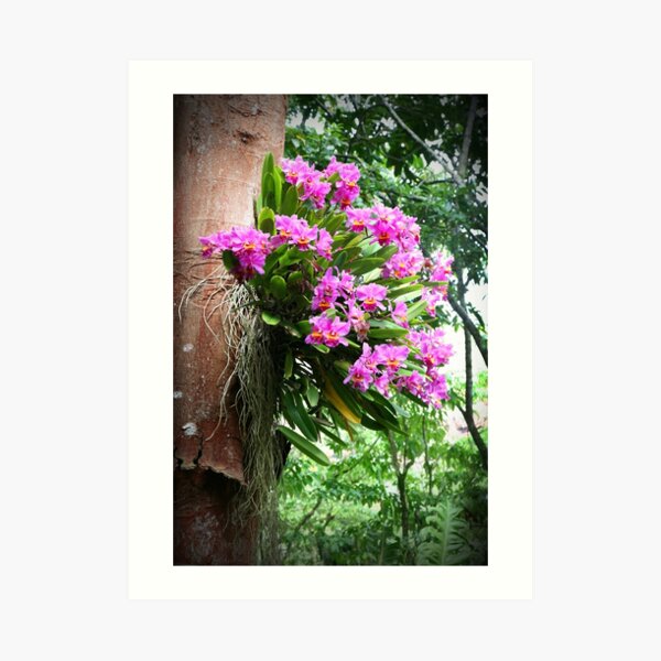 Tree Orchids Art Print